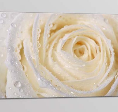 quadro moderno rosa bianca