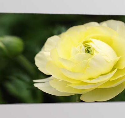 quadro moderno rosa gialla