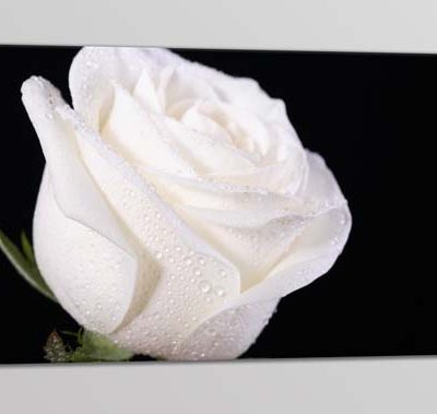 quadro moderno fiore rosa bianca