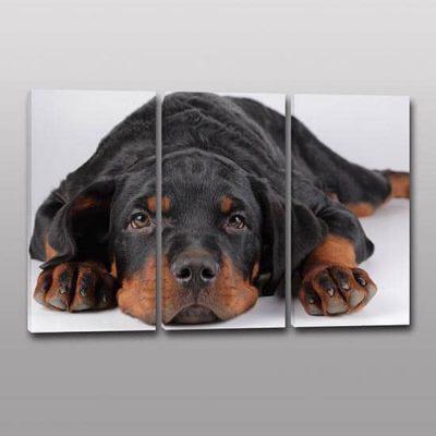 3 quadri moderni cane amico fedele