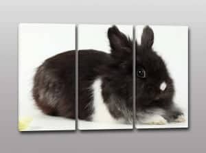 Quadri moderni stampa coniglietto