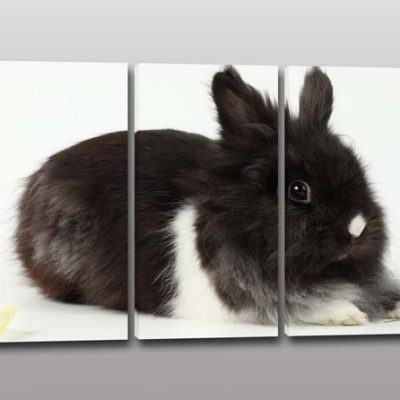 Quadri moderni stampa coniglietto