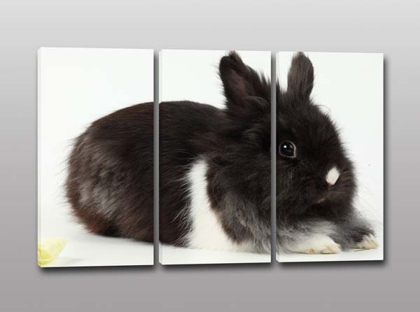 Quadri moderni stampa coniglietto