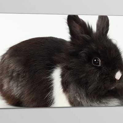 quadro moderno stampa coniglietto