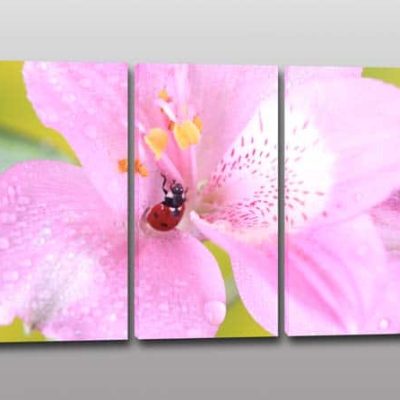 tris quadri moderni stampa fiore coccinella
