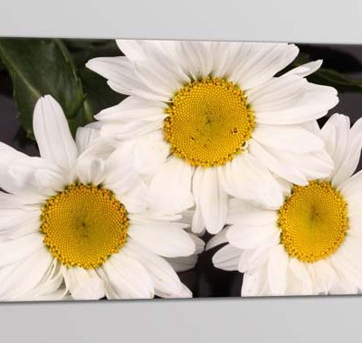 quadro moderno stampa fiori margherite