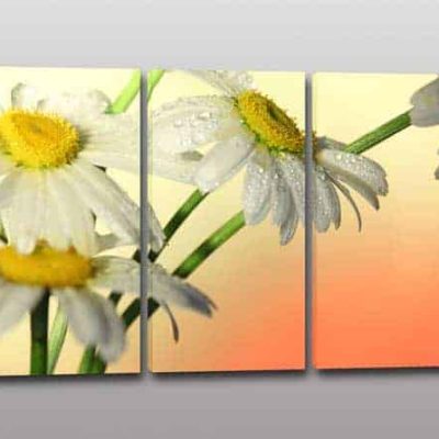 Quadri moderni fiori margherite stampa tela