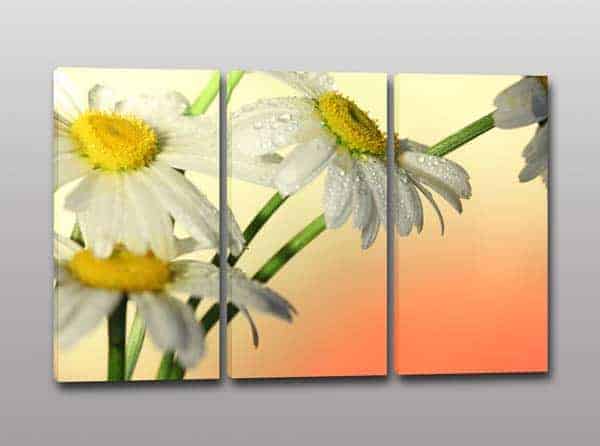 Quadri moderni fiori margherite stampa tela