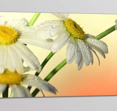 Quadro moderno fiori margherite stampa tela