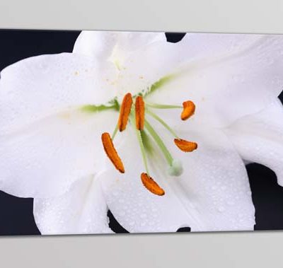 Quadro moderno stampa digitale su tela fiore bianco