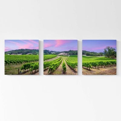 Quadri moderni paesaggio vigneto
